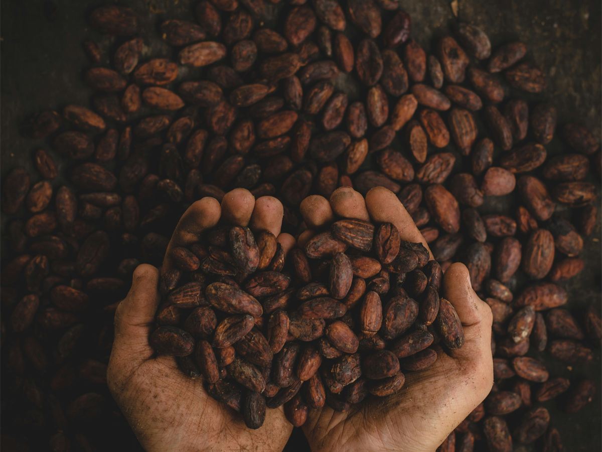 Hands holding dried cocoa beans